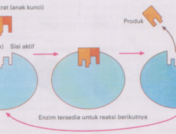 Bagaimanakah Cara Kerja Enzim