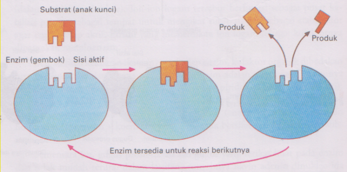 Enzim induced teori metabolisme peran kecocokan inhibitor lancar reaksi berjalan selamanya