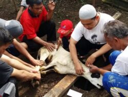 Bagaimana Syarat Hewan yang Boleh Disembelih dalam Aqiqah