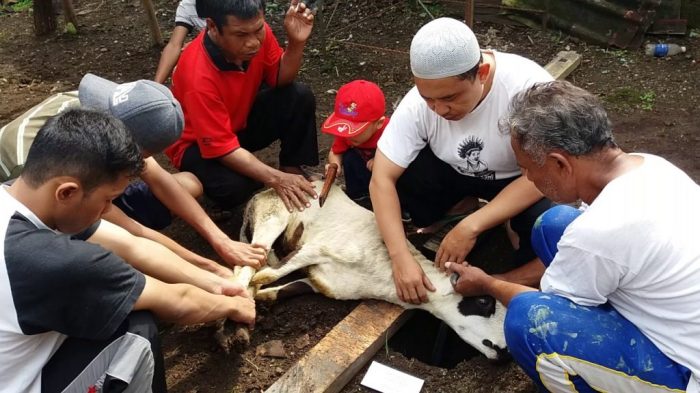 Binatang boleh disembelih korban umrah upah haji