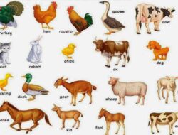 Buku Gambar Bahasa Inggris: Pintu Gerbang Kreativitas dan Bahasa