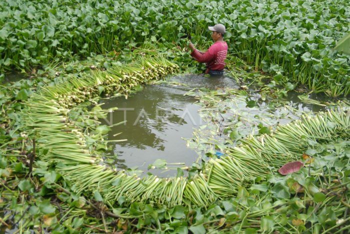 Gondok eceng batang serat tanaman kerajinan daun mengolah alam limbah enceng pengolahan tenun pengeringan tangkai