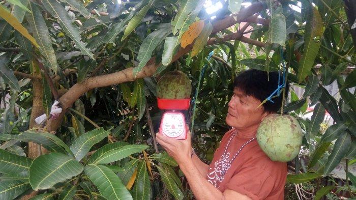 Bagaimana cara pembeli menawar harga mangga tersebut