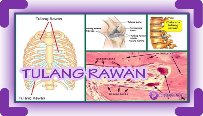 Tulang rawan manusia macam keras struktur pengertian fungsi