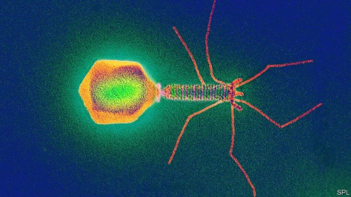 Virus yang menguntungkan bagi hewan