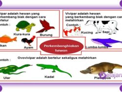 Bagaimana Perkembangbiakan Hewan Tingkat Tinggi dan Hewan Tingkat Rendah