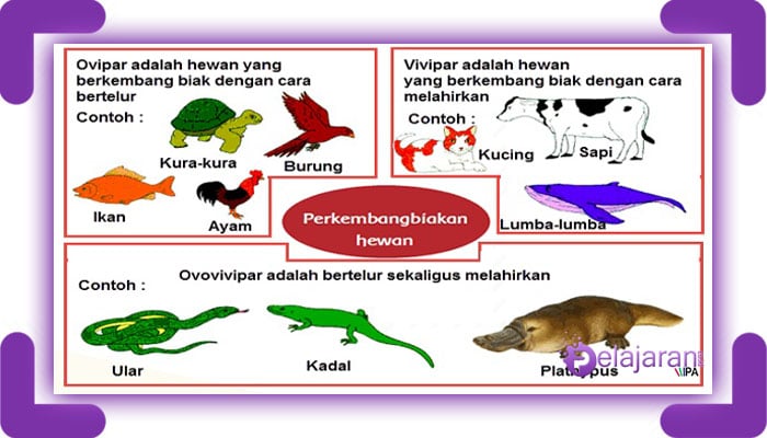 Hewan tingkat rendah tinggi jaringan sampai