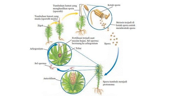 Lumut tumbuhan reproduksi metagenesis umum ciri kehidupan keturunan sporofit gametofit proses manusia peranannya generasi seksual materikimia aseksual antara 2n