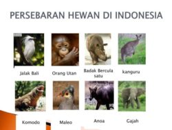 Bagaimanakah Persebaran Hewan di Indonesia? Jelaskan!