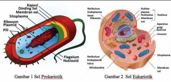 Bagaimana objek kajian biologi pada tingkat sel