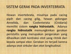 Bagaimanakah Sistem Gerak pada Vertebrata dan Invertebrata?