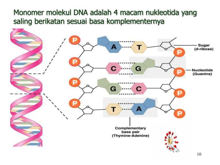 Nukleotida rna struktur molekul susunan untai ikatan hidrogen tangga merupakan bentuk helix tersusun menyusun