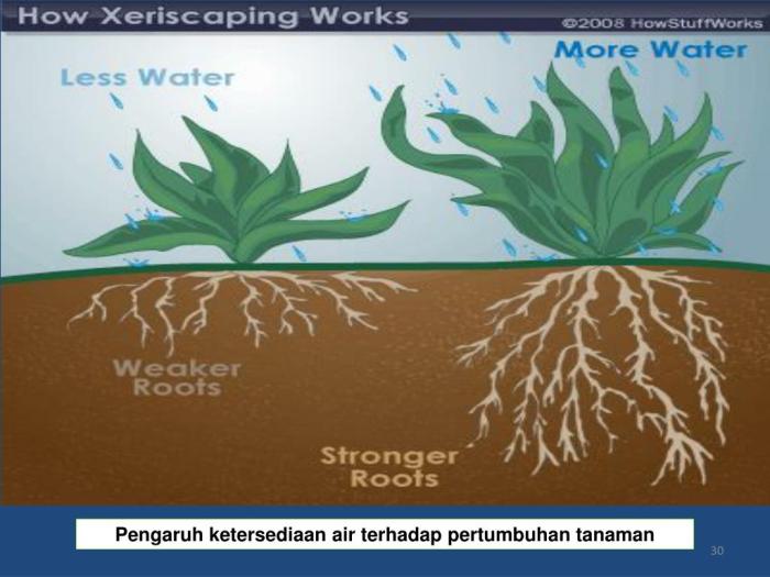 Cahaya tanaman terhadap pengaruh pertumbuhan bagaimana mempengaruhi penerimaan keterangan perlakuan proses pertumbuhannya tumbuh dua uji coba