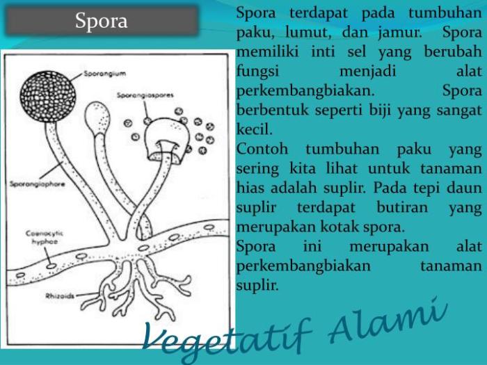 Lumut tumbuhan bryophyta daur klasifikasi hidup hati tanduk sporofit plantae idschool gametofit meskipun tiga diketahui namun